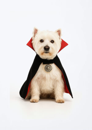 Molde PDF Roupa Pet Fantasia - Drácula - Imagem 1